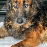 Bobby, le timide attachant, chien à adopter