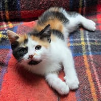 Baïla, chatte à adopter