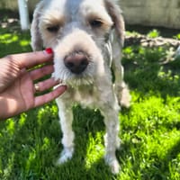 Gavin, chien à adopter