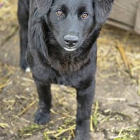 Ailani, chienne à adopter