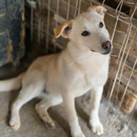 Greco, chien à adopter