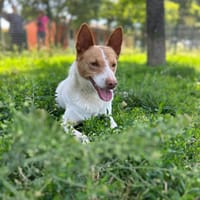 Scout, cane da adottare