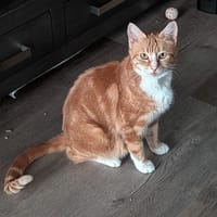 Aukje, poezen ter adoptie