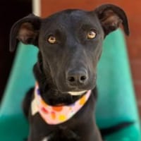 Angel ist ein Traum für jeden Hundebesit, Hündin zur Adoption