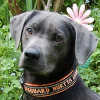LA PAULI, verspielt und freundlich, Hund zur Adoption