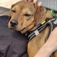 Tito, Hund zur Adoption
