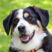JUMO, verschmust, verträglich, gemütlich, Hund zur Adoption
