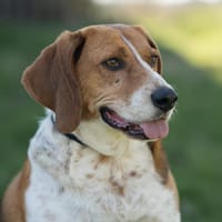 Rooky - ein toller Rüde!, Hund zur Adoption