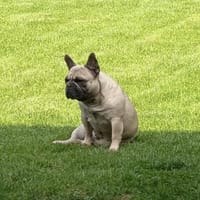 Bella gechillte FrenchyLady, Hündin zur Adoption