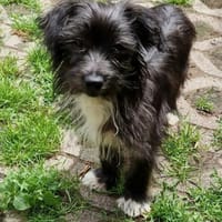 Kiwi - so süß wie die Frucht 💐, Hündin zur Adoption