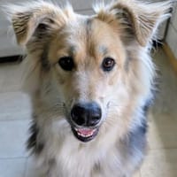 MALU verliert ihr Zuhause, Hündin zur Adoption