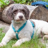 REBECCA, unser Lagotto Romagnolo Mädchen, Hündin zur Adoption