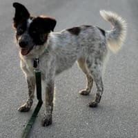 Hummel die Liebe / in 82284, Hündin zur Adoption