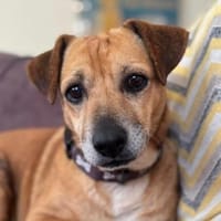 Mischlingshund Ouzo ist ein entspannter, Hund zur Adoption