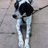 Bubis sucht ein Zuhause, Hund zur Adoption