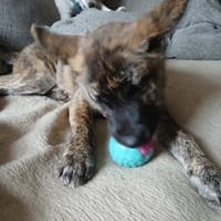 Verspielte Gina🌺 sucht liebe Familie, Hündin zur Adoption