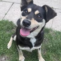 Greta die freundliche / in 82284, Hündin zur Adoption