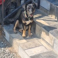 Nikki bezaubert alle ❤, Hündin zur Adoption
