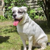 🐾Twix  freundlicher kleiner Wirbelwind, Hund zur Adoption