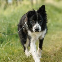 Aldo - treuer Begleiter, Hund zur Adoption