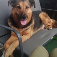 OSCAR-dein Kumpel mit Teddy-Charme, Hund zur Adoption