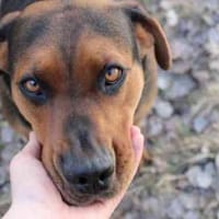 Chanel, tolle Familienhümdin, Hündin zur Adoption