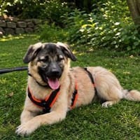 Cody - der Brave sucht Sicherheit, Hund zur Adoption