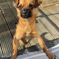 Ellie 💗 wartet bereits in 48153 Münster, Hündin zur Adoption