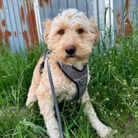 Finn sucht sein erstes, eigenes Körbchen, Hund zur Adoption