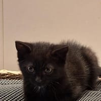 Momo & Mica   süßes Kittenpaar, Kater zur Adoption
