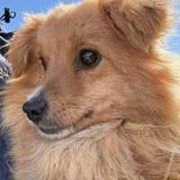 Kimba - auf der Suche nach einem Zuhause, Hündin zur Adoption