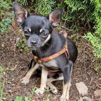 Bojt, süßer Chihuahua Junghund, Hund zur Adoption