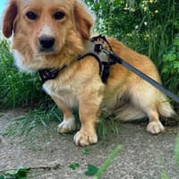 Copper sucht liebevolle Menschen, Hund zur Adoption