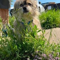 Merlin wird dich verzaubern, Hund zur Adoption
