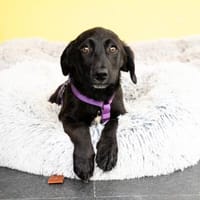 Emma - zauberhaftes Welpenmädchen, Hündin zur Adoption