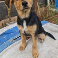 LENA 💚💚💚 lieb und kontaktfreudig, Hündin zur Adoption
