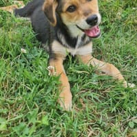 Siria 💜💜💜 kleines Hundemädchen, Hündin zur Adoption