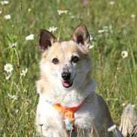 Piccolina, kleine Persönlichkeit sucht, Hündin zur Adoption