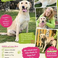 DARIA, Labrador-Mix, geb. 05/2022, Hündin zur Adoption