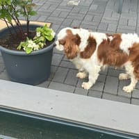 Amanda,liebe Cavalier King Charles Dame, Hündin zur Adoption