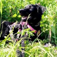Zuhause gesucht für Kanya, Hündin zur Adoption