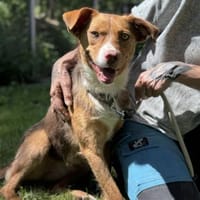 Senilla, Hündin zur Adoption