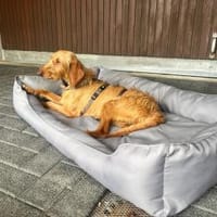 Sara aufgeschlossen lieb in Pflegestelle, Hündin zur Adoption