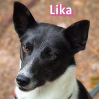 Lika, 07/24 - pfiffiges Mädel sucht..., Hündin zur Adoption