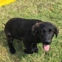 EVAN  ein Pracht-Kerlchen, Hund zur Adoption