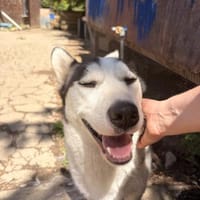 Hoshiko, Hund zur Adoption
