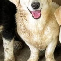 Klein Ben, Hund zur Adoption