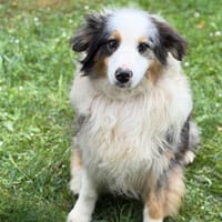 Airplane's CAA15384, chien à adopter