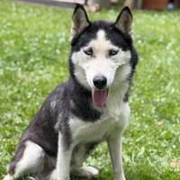 Talya CAA15369, chienne à adopter