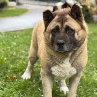 Seira CAA15360, chienne à adopter